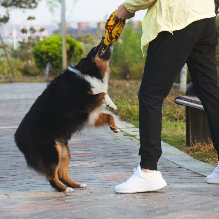 A dog jumps playfully while a person holds a toy in a park setting.