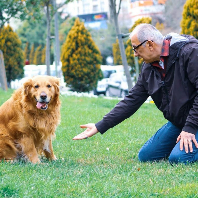 alt="Person kneeling on grass interacting calmly with seated dog in outdoor park setting, demonstrating handler engagement and positive rein