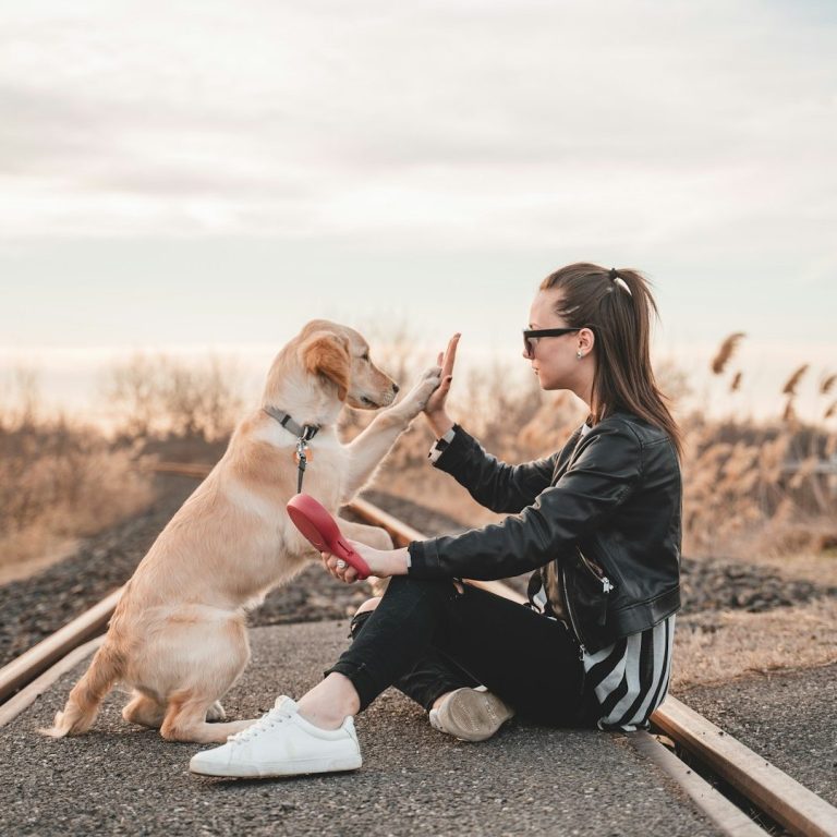 Person giving high-five to Labrador Retriever on railway track in outdoor setting, demonstrating positive reinforcement and playful eng