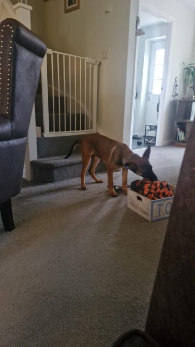 A dog sniffing a box with toys in a spacious indoor setting.