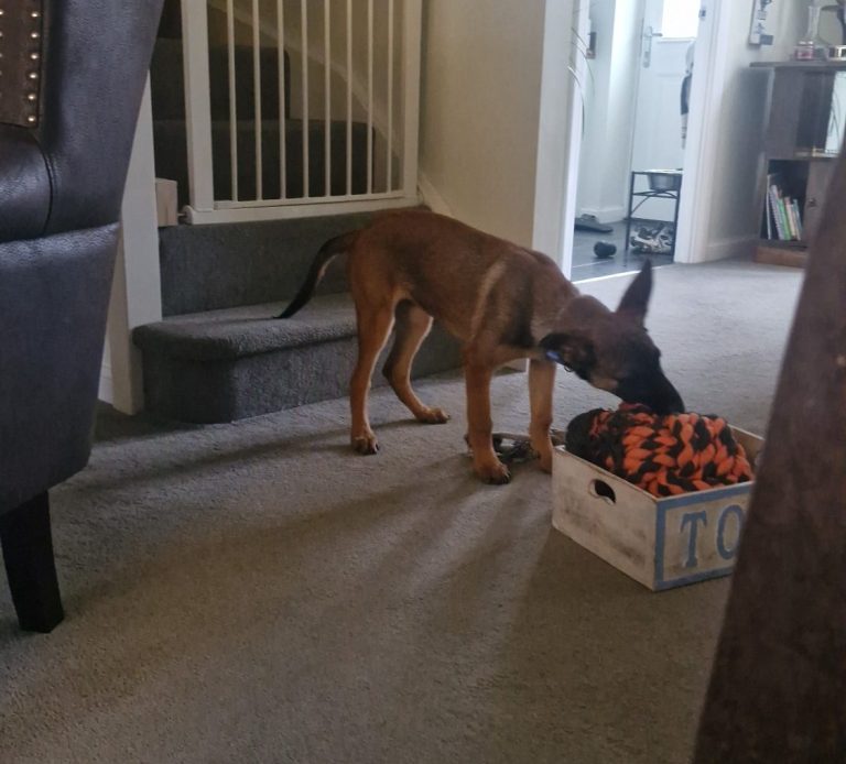 A dog inspecting a box filled with orange toys in a living room setting.