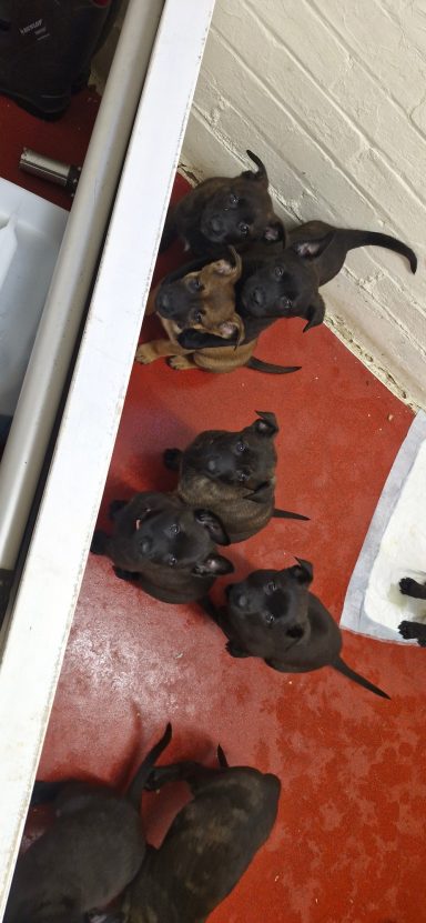 A group of dark-coloured puppies gathered on a red floor.