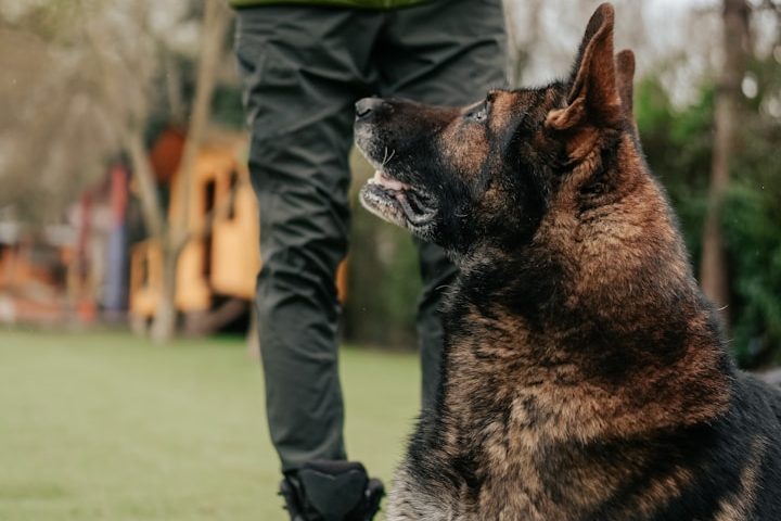 Dog Training A German Shepherd sits beside a person wearing green trousers in a grassy area.