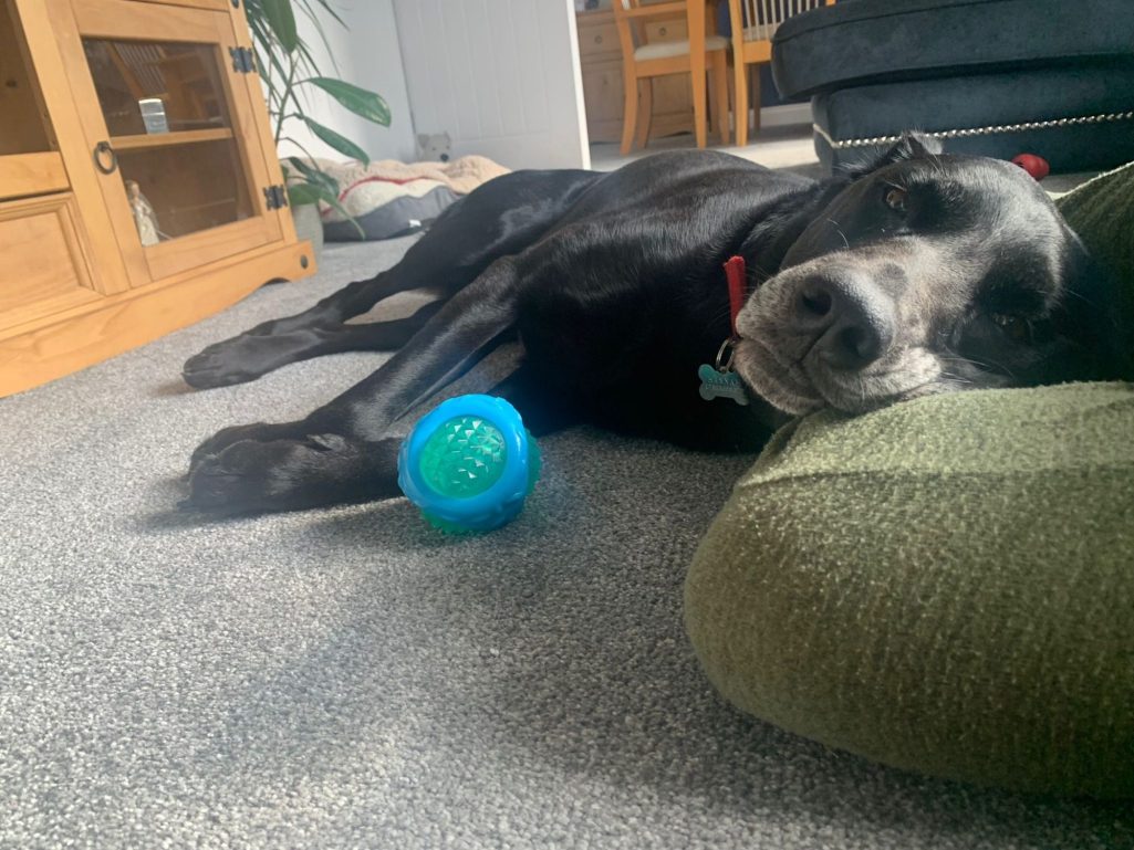<img src="your-image-path.png" alt="Black dog with red collar resting on green cushion beside textured toy ball during relaxed indoor downti