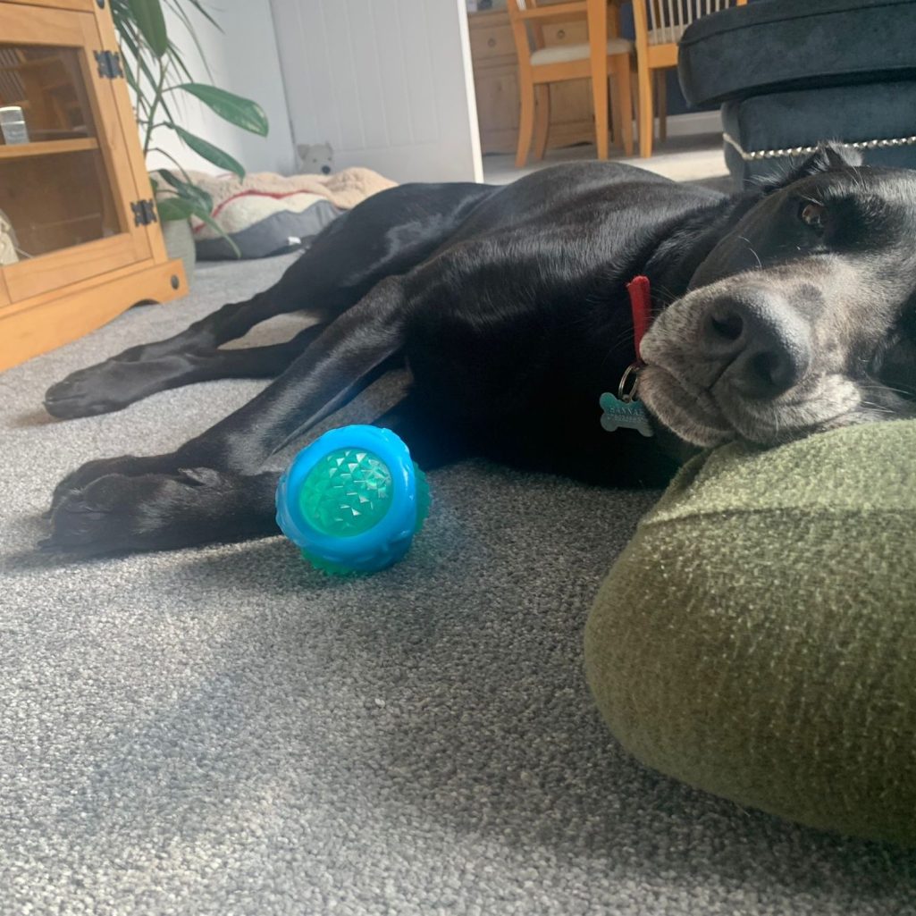<img src="your-image-path.png" alt="Black dog with red collar resting on green cushion beside textured toy ball during relaxed indoor downti