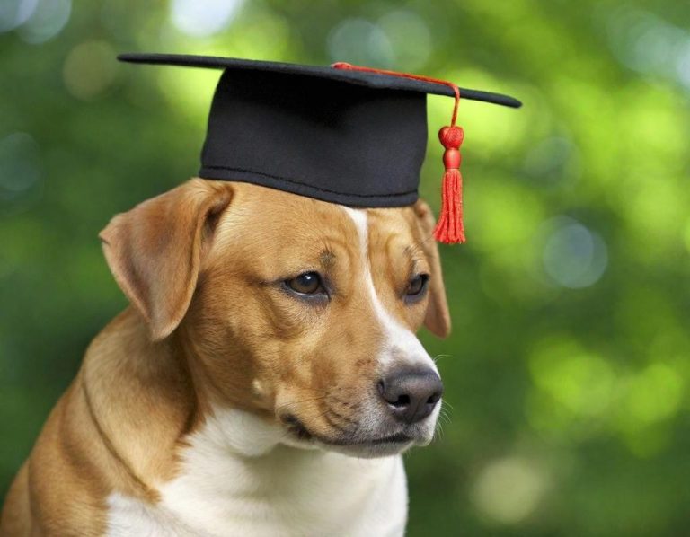 Dog Training A dog wearing a graduation cap with a red tassel.