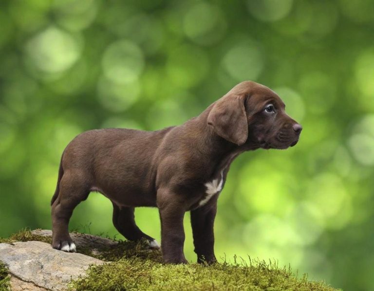 Dog Training Brown puppy standing on a rock with a blurred green background.