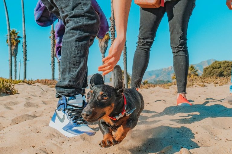 Dog Training A small dog running on sand with people and palm trees in the background.