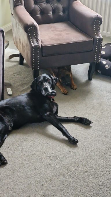 Two dogs relax on a carpet, one black lying down and the other brown hidden under a chair.