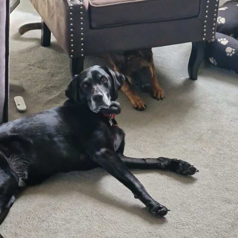 alt="Alert German Shepherd or Belgian Malinois sitting indoors with focused expression, demonstrating attentive canine behaviour ideal