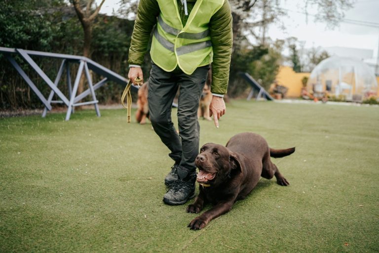 Dog Training A person in a green vest plays with a brown dog on grassy ground.