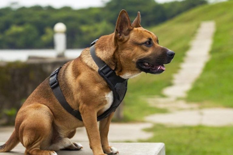 Dog Training Brown dog in a harness sitting calmly by a pathway and river.