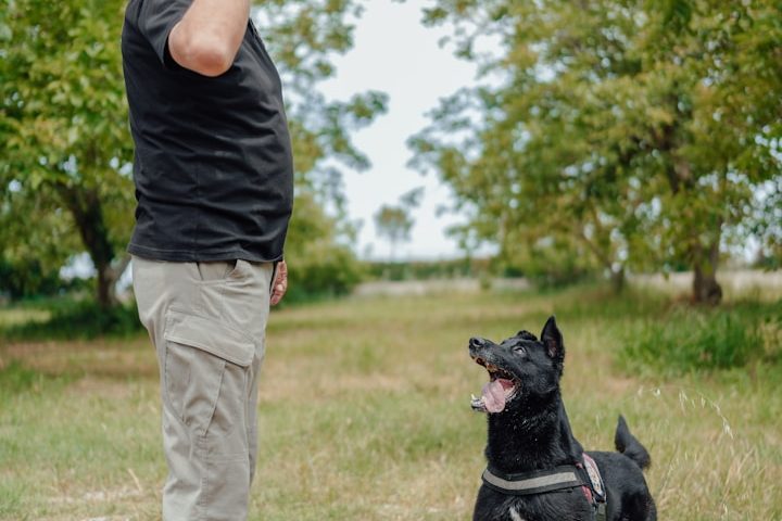 Dog Training A man in casual clothing stands beside a happy black dog in a grassy area.