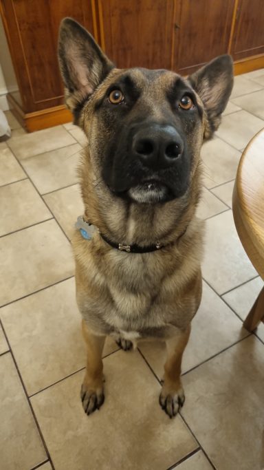 Brown dog with a black snout, sitting on tiled floor, looking up intently.