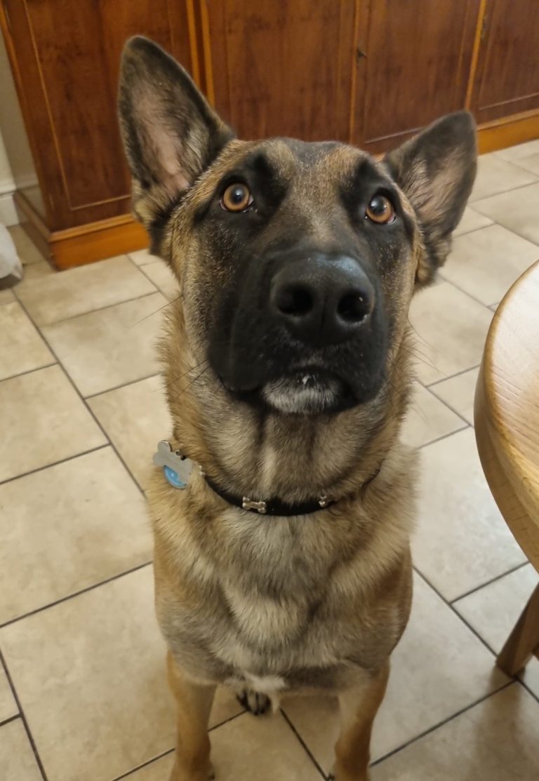 Alert German Shepherd or Belgian Malinois sitting indoors with focused expression, demonstrating attentive canine behaviour 