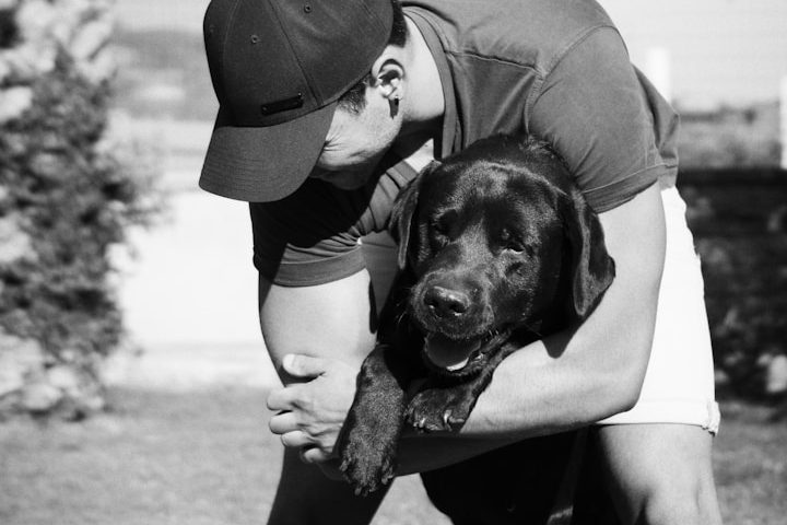 Dog Training A man embraces a friendly black Labrador in a sunny outdoor setting.