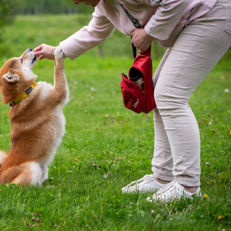 A person feeding a dog in a green park.